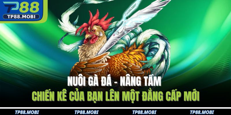 nuôi gà đá