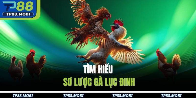 Tìm hiểu sơ lược gà lục đinh